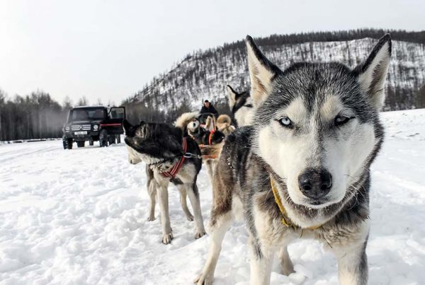 dog-sled-dogs6