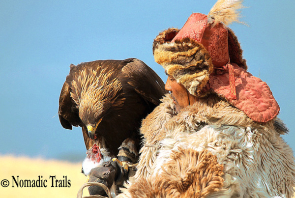 Golden eagle Hunter