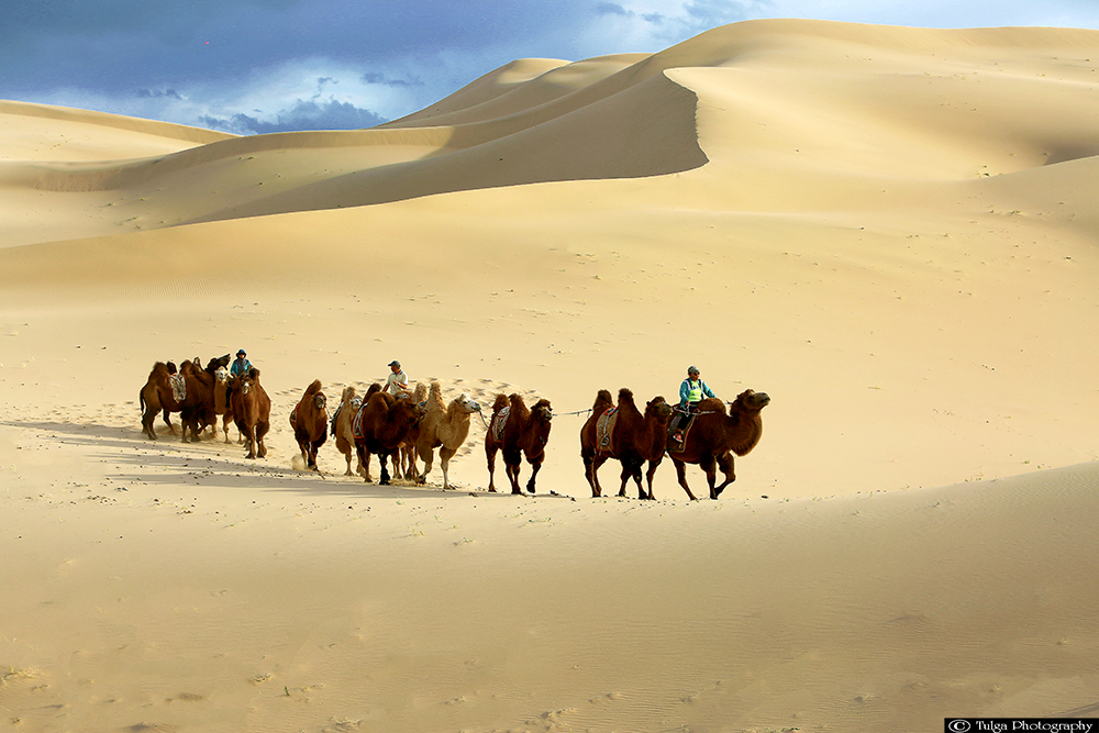 Camel riders on Khongor Sand Dunes