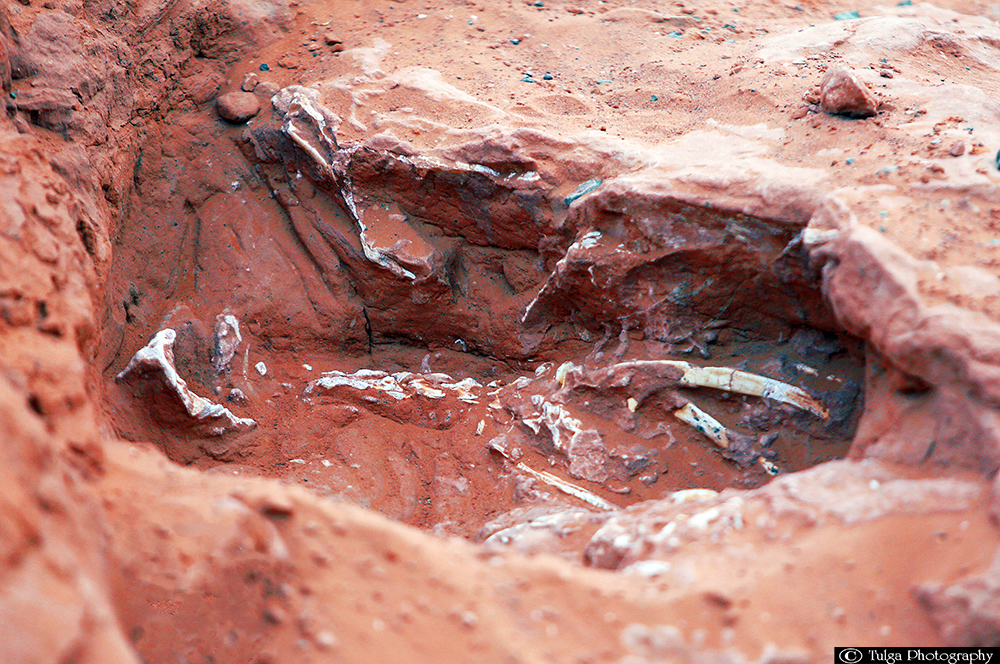 Dinosaur Skeletons